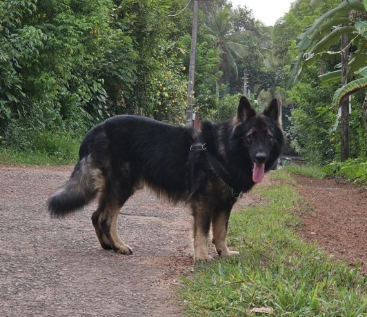 german-shepherd-male-for-crossing-big-0