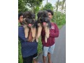 german-shepherd-puppies-small-0