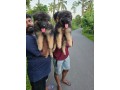 german-shepherd-puppies-small-1