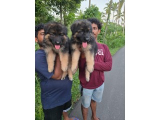 German Shepherd Puppies