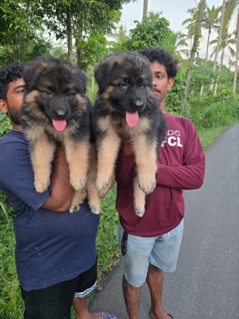 german-shepherd-puppies-big-0