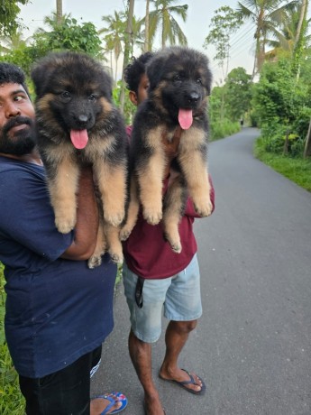 german-shepherd-puppies-big-1