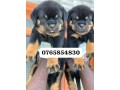 rottweiler-puppies-for-sale-small-1