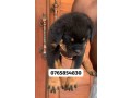 rottweiler-puppies-for-sale-small-2