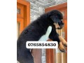 rottweiler-puppies-for-sale-small-0