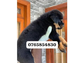 Rottweiler Puppies For Sale