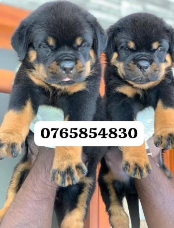 rottweiler-puppies-for-sale-big-1
