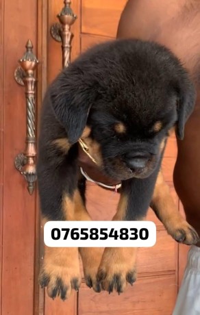 rottweiler-puppies-for-sale-big-2