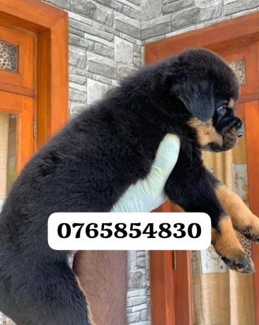 rottweiler-puppies-for-sale-big-0