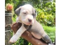 bully-puppies-small-4