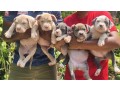 bully-puppies-small-2