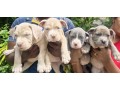 bully-puppies-small-1