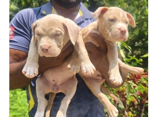 Bully puppies