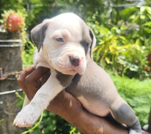 bully-puppies-big-4