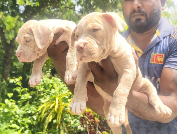 bully-puppies-big-3