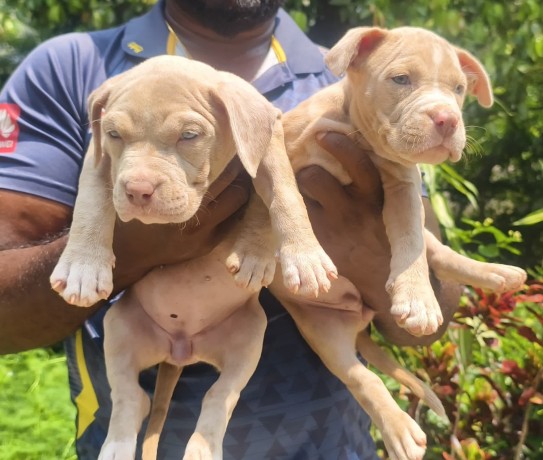 bully-puppies-big-0