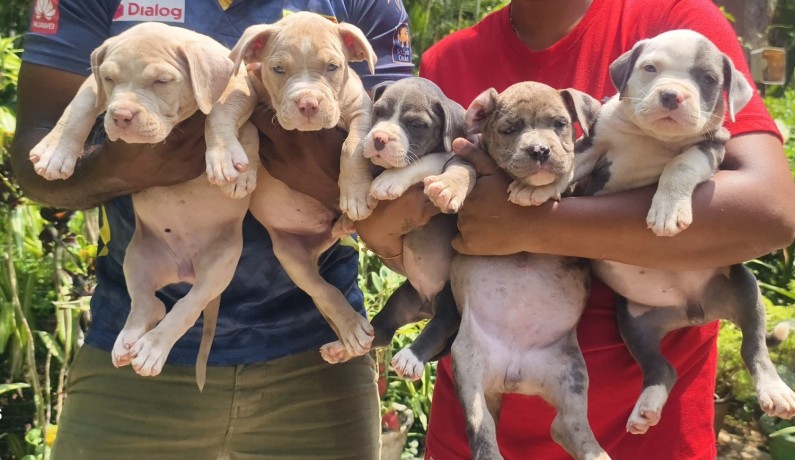 bully-puppies-big-2