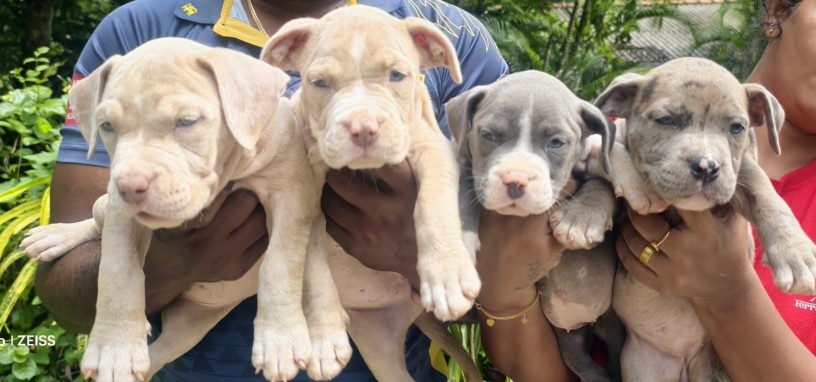 bully-puppies-big-1
