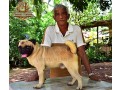pug-dog-for-crossing-stud-small-3