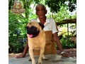 pug-dog-for-crossing-stud-small-4