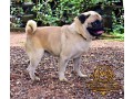pug-dog-for-crossing-stud-small-1