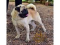 pug-dog-for-crossing-stud-small-2