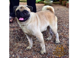 Pug Dog For Crossing / Stud