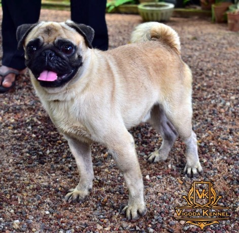 pug-dog-for-crossing-stud-big-0