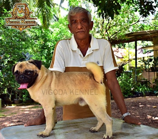 pug-dog-for-crossing-stud-big-3