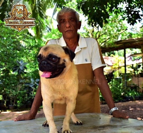 pug-dog-for-crossing-stud-big-4