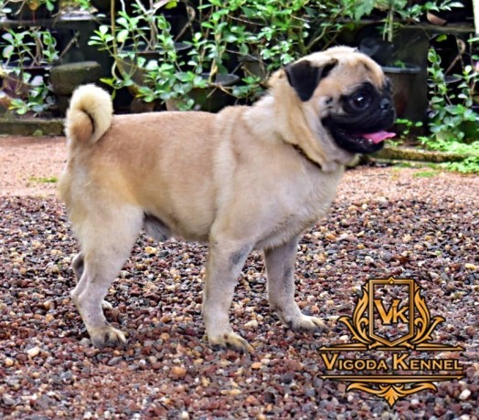 pug-dog-for-crossing-stud-big-1
