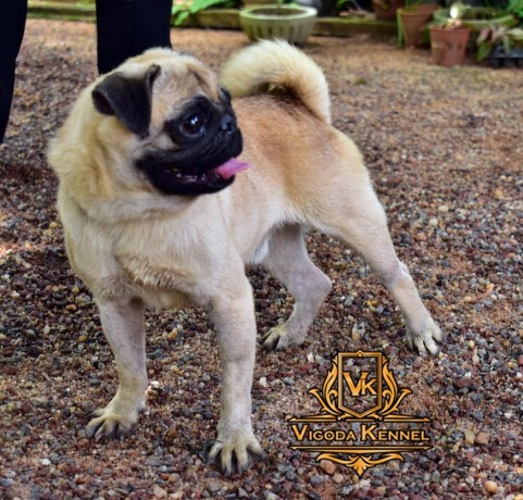 pug-dog-for-crossing-stud-big-2