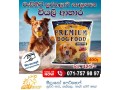 premium-dog-food-adult-small-0