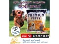 premium-dog-food-puppy-small-0