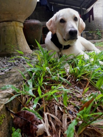 labrador-retriever-male-dog-for-crossing-big-0