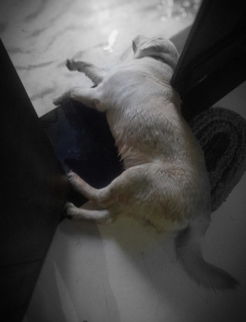 labrador-retriever-male-dog-for-crossing-big-1