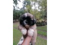 cute-shih-tzu-puppies-for-sale-small-4
