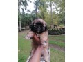 cute-shih-tzu-puppies-for-sale-small-3
