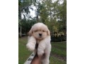 cute-shih-tzu-puppies-for-sale-small-2