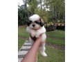 cute-shih-tzu-puppies-for-sale-small-1
