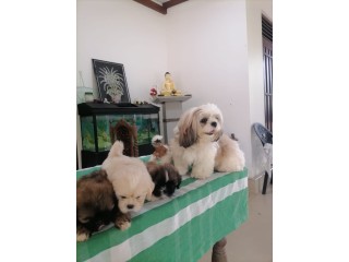 Cute Shih Tzu puppies for sale