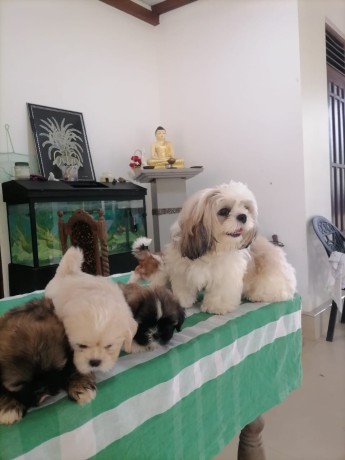 cute-shih-tzu-puppies-for-sale-big-0