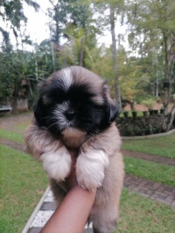 cute-shih-tzu-puppies-for-sale-big-4
