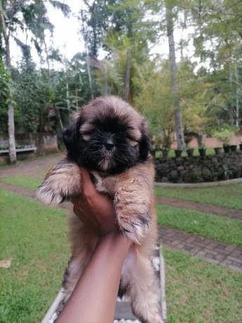 cute-shih-tzu-puppies-for-sale-big-3