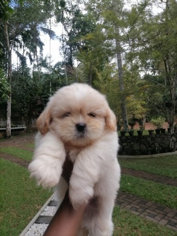 cute-shih-tzu-puppies-for-sale-big-2