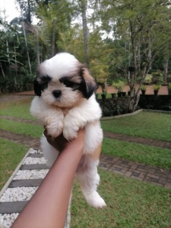 cute-shih-tzu-puppies-for-sale-big-1