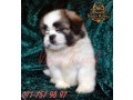 shih-tzu-male-puppies-small-3