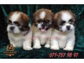 shih-tzu-male-puppies-small-4