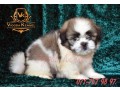 shih-tzu-male-puppies-small-1