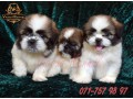 shih-tzu-male-puppies-small-0